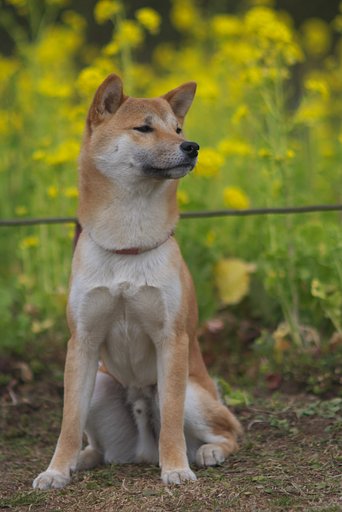 疾風と菜の花