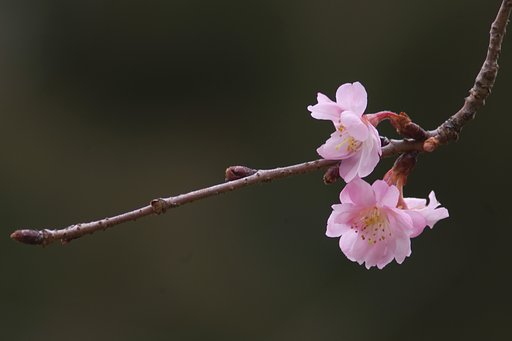 畝火山口神社に春のお告げ