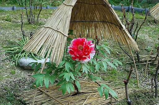 寒ボタン