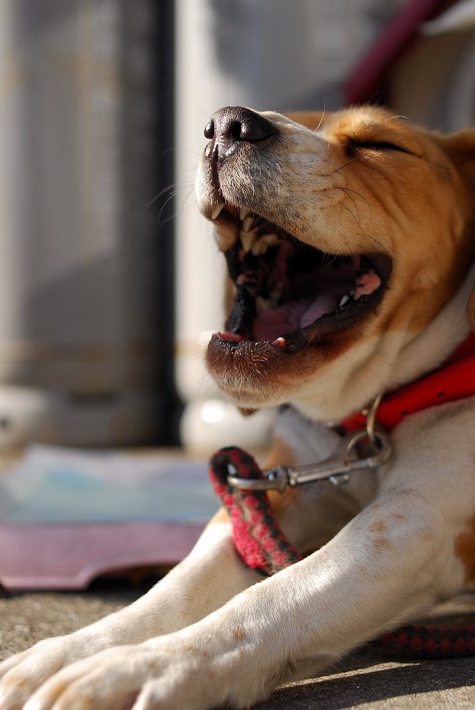 【写楽】笑う犬