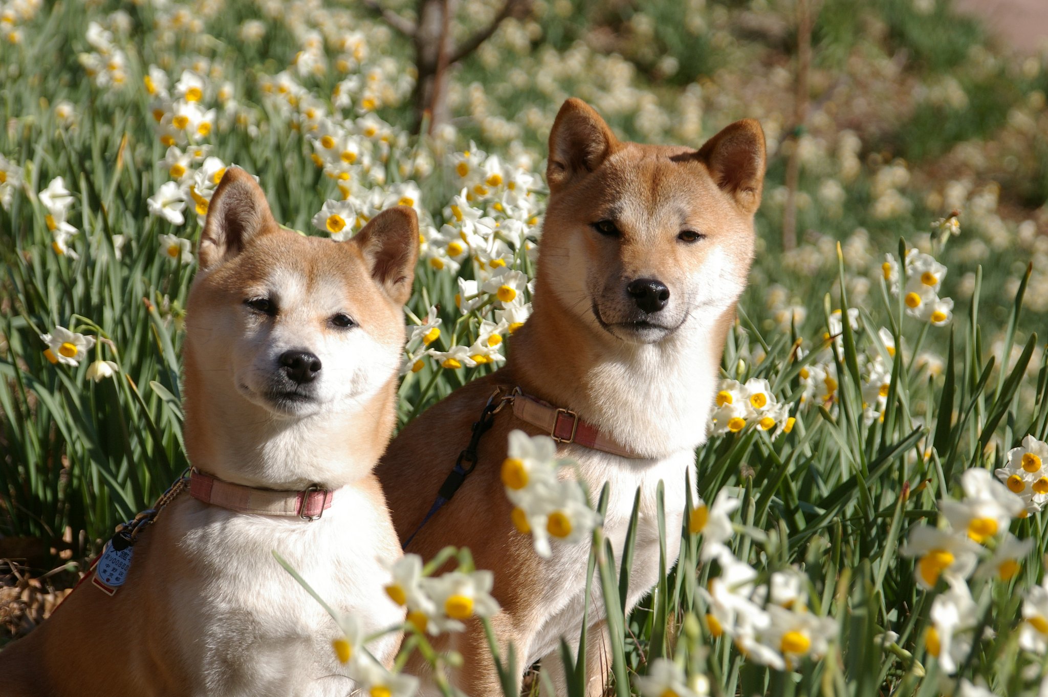 水仙と愛犬
