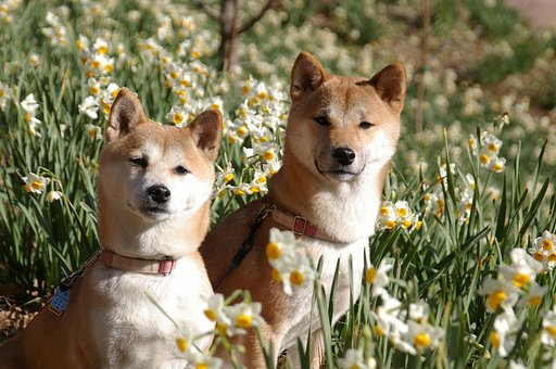 水仙と愛犬