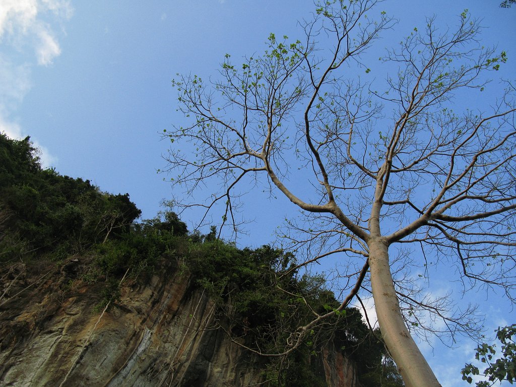 崖