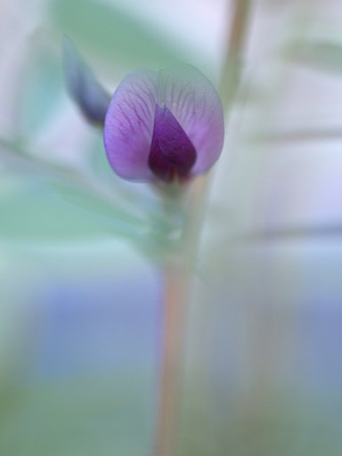 【花】カラスノエンドウ　その後
