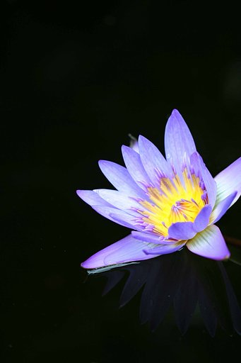【花】水面花