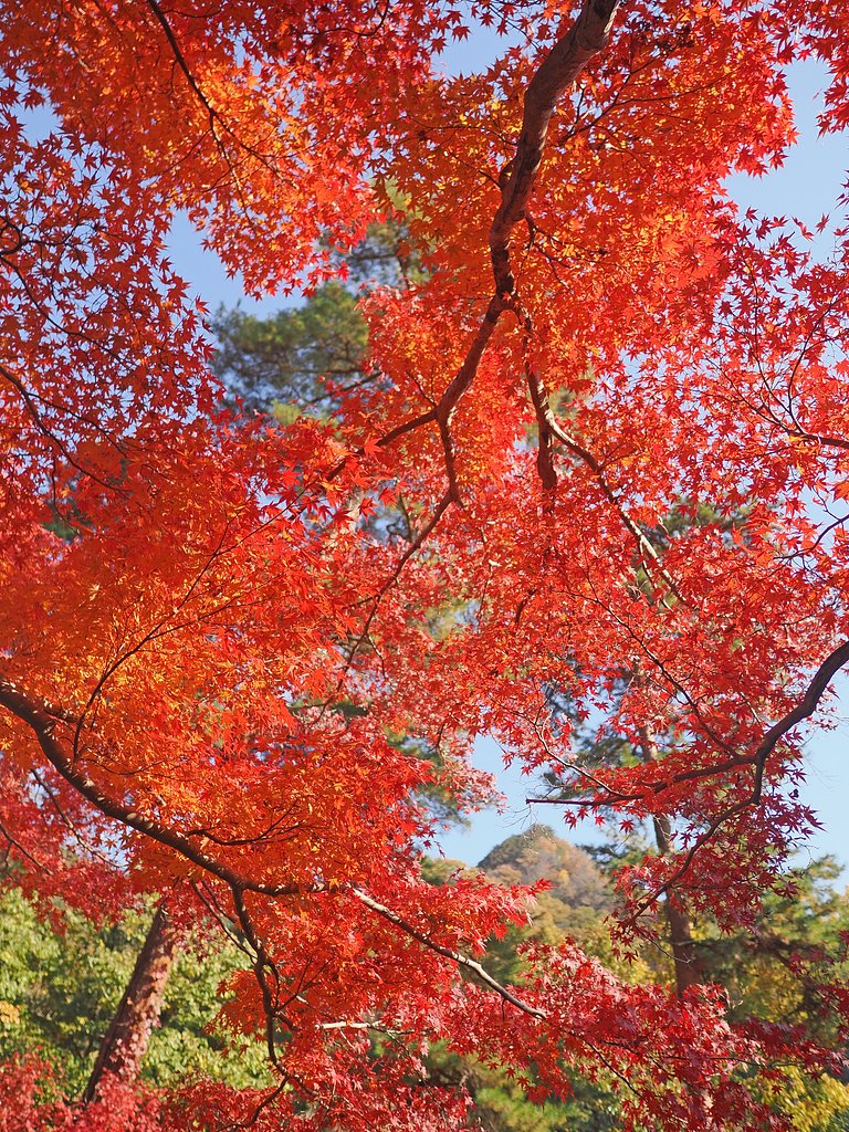 燃える秋２