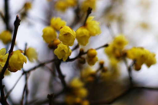 寒中に咲く花