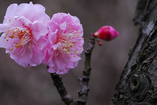 お花見してる老木