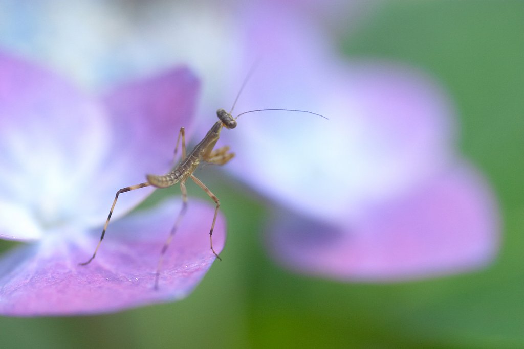 カマキリの子供