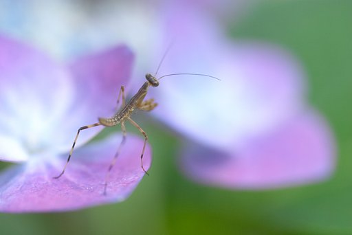 カマキリの子供
