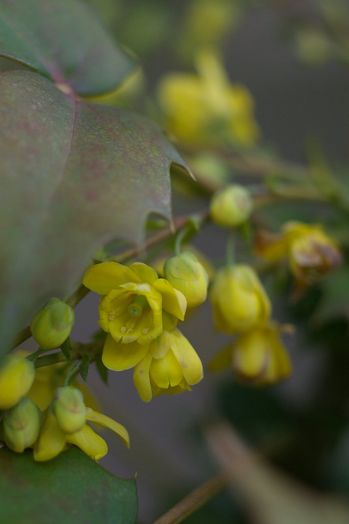 この花なんでしょう？