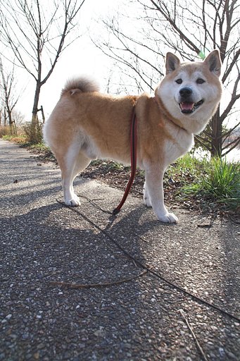 えーバリバリの逆光、お待ちっ