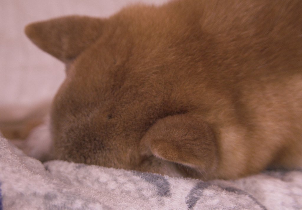 眠いっ！