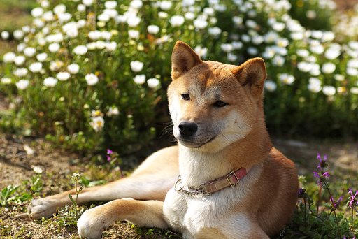 くつろぐ疾風
