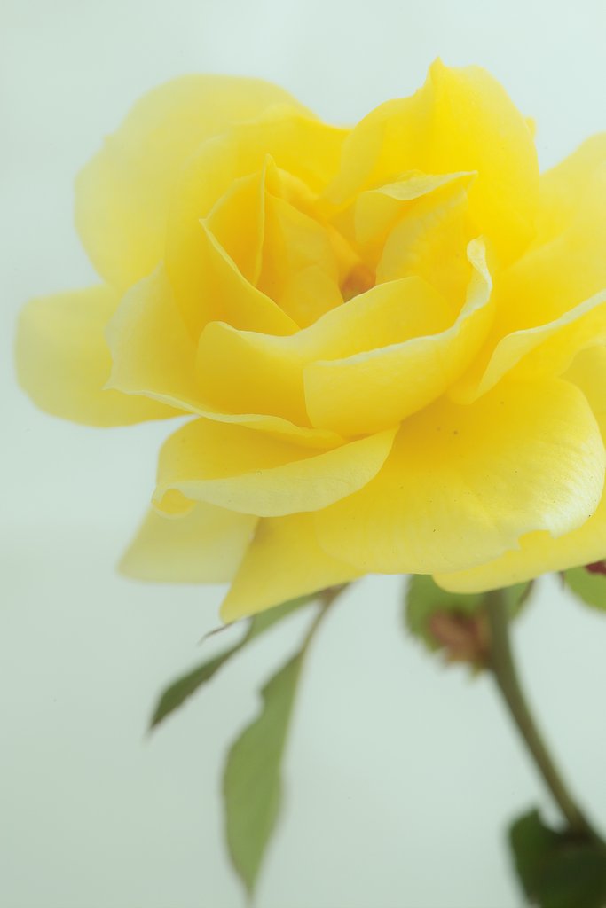 くたびれ汚れた花。