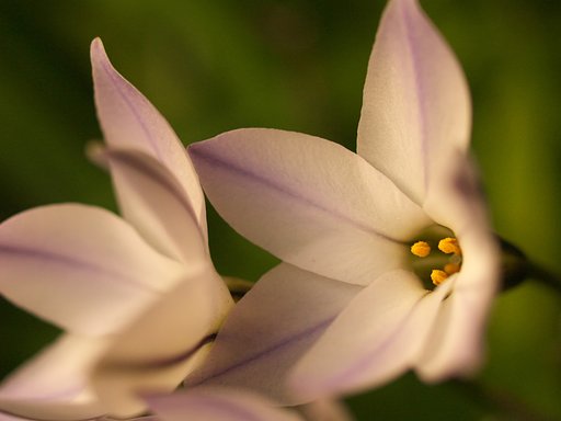 【花】垣根の陰に咲く花