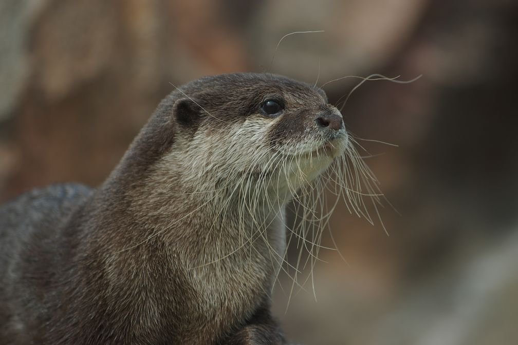 コツメカワウソ
