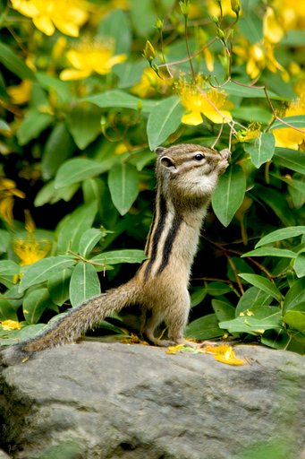 りすはビョウヤナギの蕾も好物です。