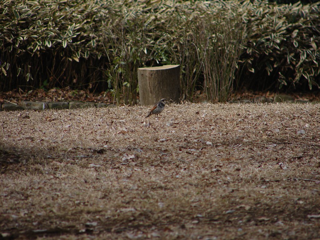 H1で撮った鳥