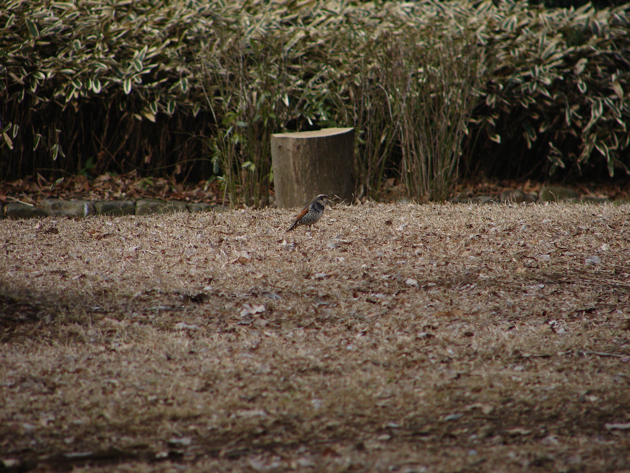 H1で撮った鳥