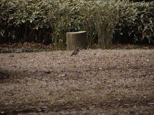 H1で撮った鳥