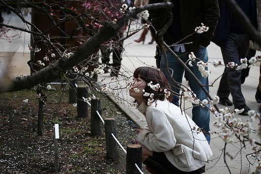 【写楽】と香楽と行楽