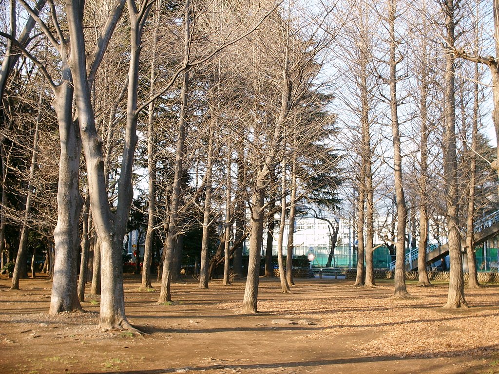 寒い散歩道