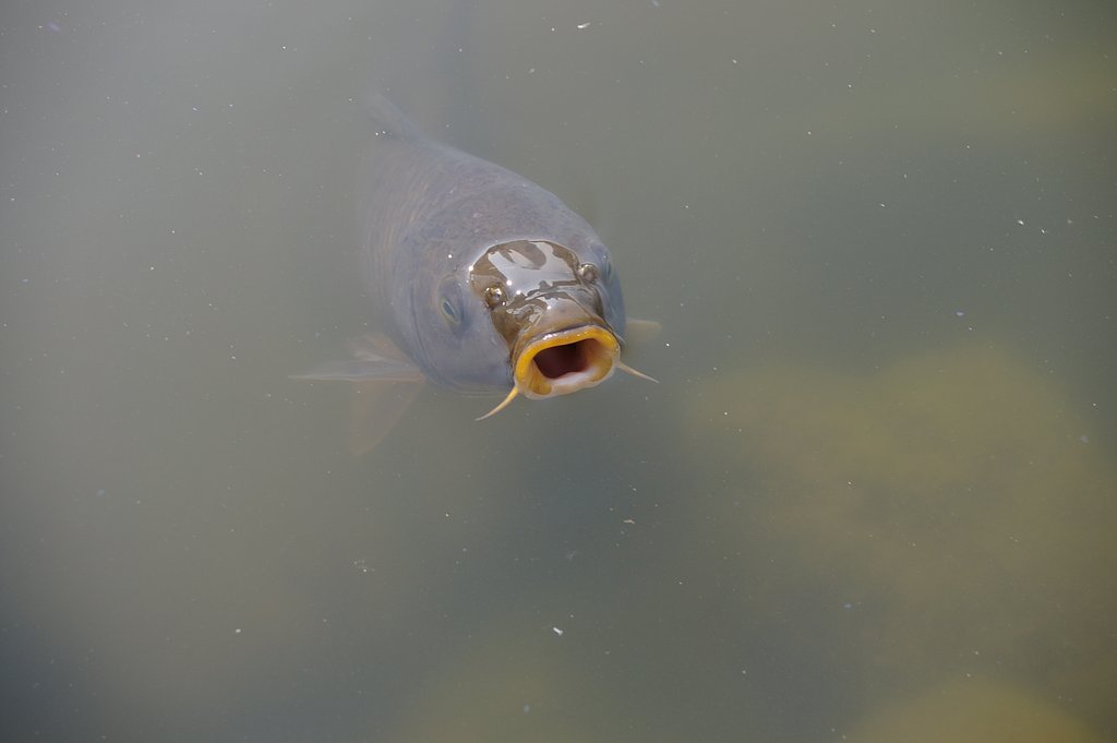 水ぬるむ