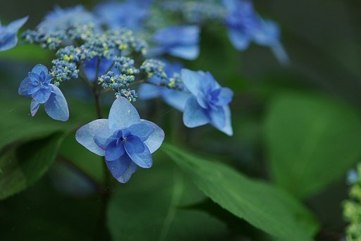 みやまやえむらさき
