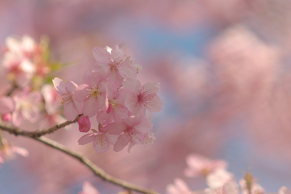 春の淡い色彩