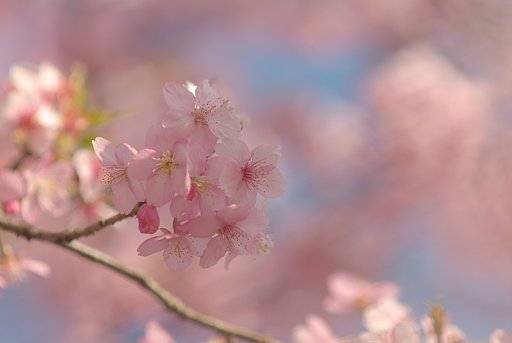 春の淡い色彩