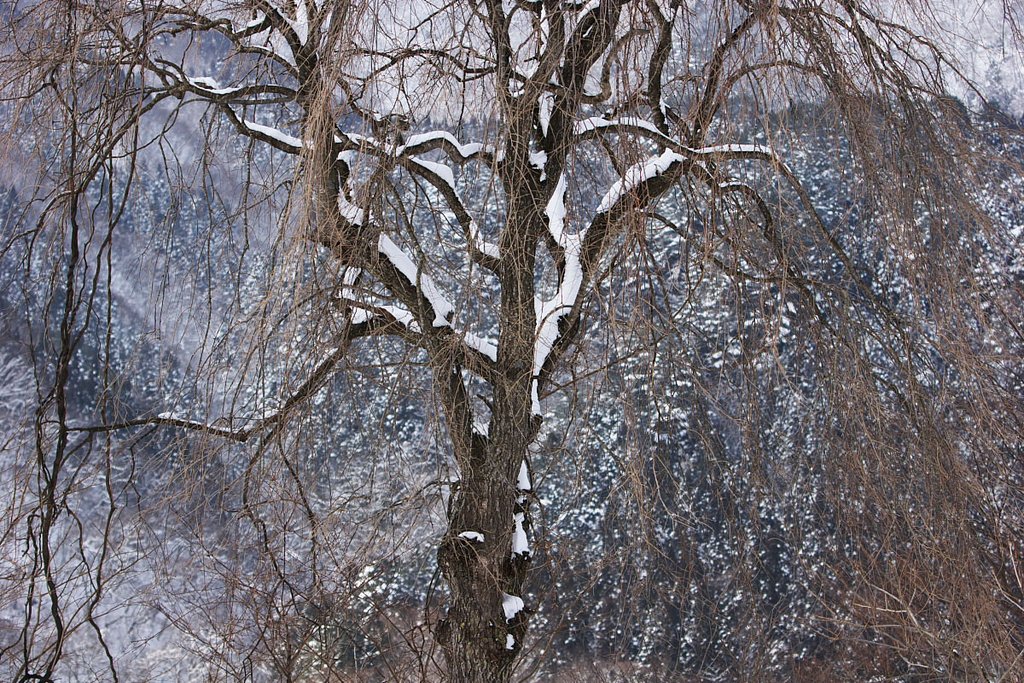 雪桜