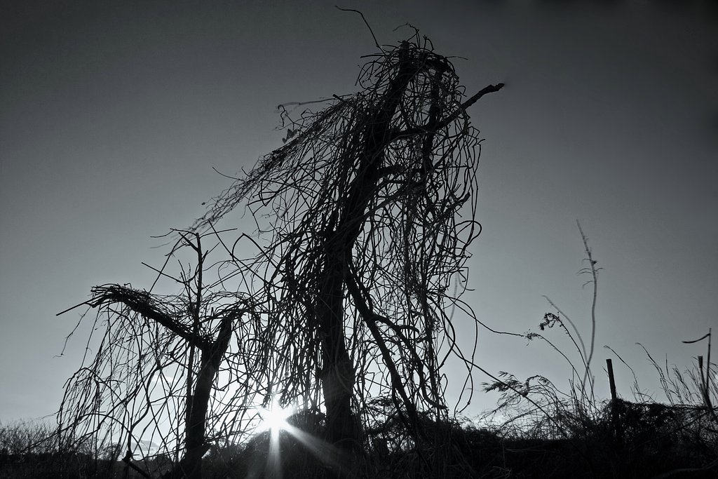 怪木(かいぼく)
