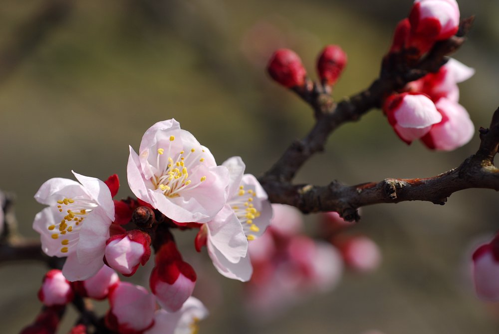 春うれし・・・アンズの花
