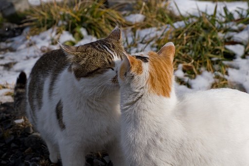 ご挨拶