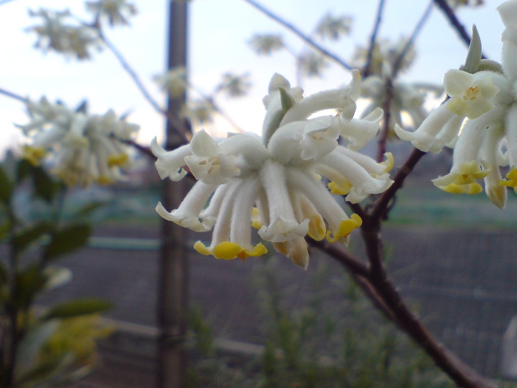 お花って綺麗