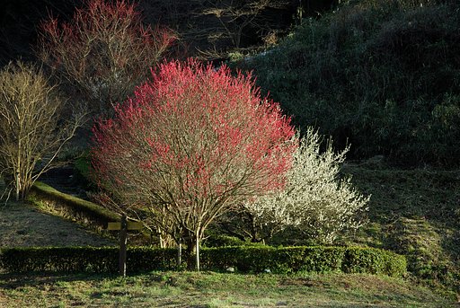 紅白の花