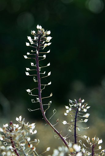 枯れ花
