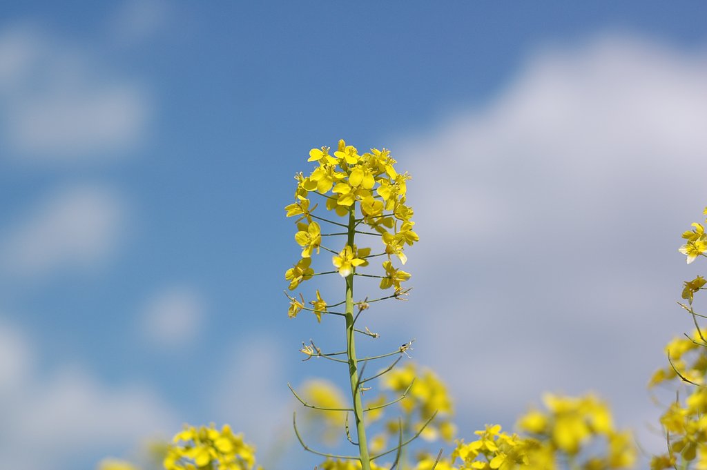 菜の花と雲