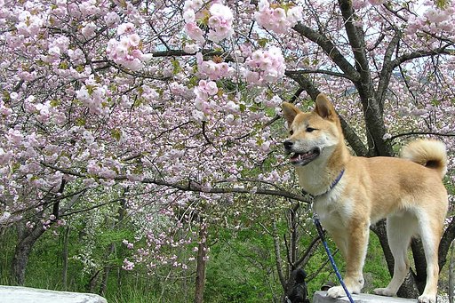 柴犬のバックに【花】
