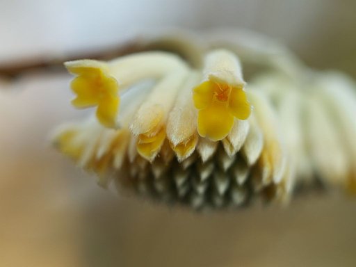 我が家の三椏