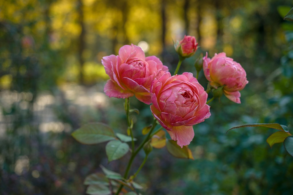 ひっそりと秋薔薇