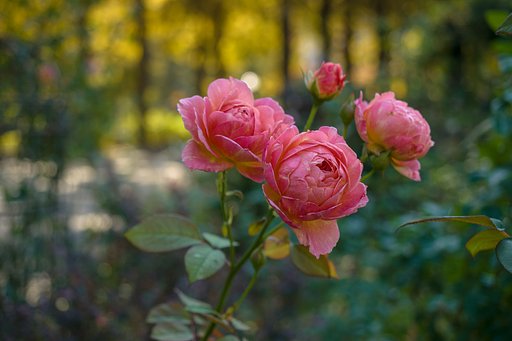 ひっそりと秋薔薇
