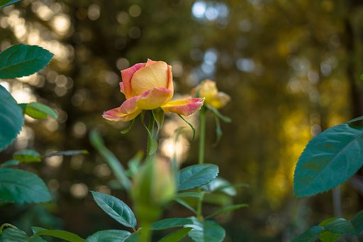 ひっそりと秋薔薇２
