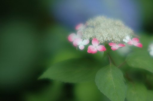 やまあじさい