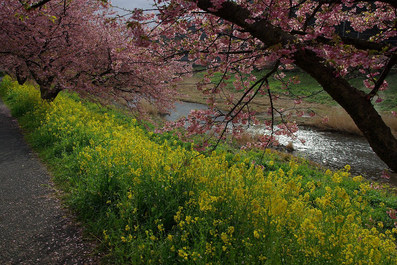 みなみの桜