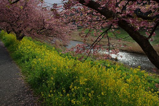 みなみの桜