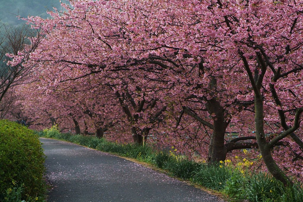 みなみの桜