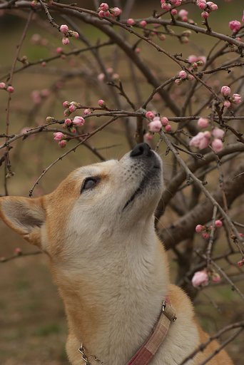 桃の香
