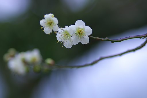 飛鳥（稲渕）の里　白梅